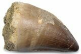 Fossil Mosasaur (Thalassotitan) Tooth - Morocco #384045-1